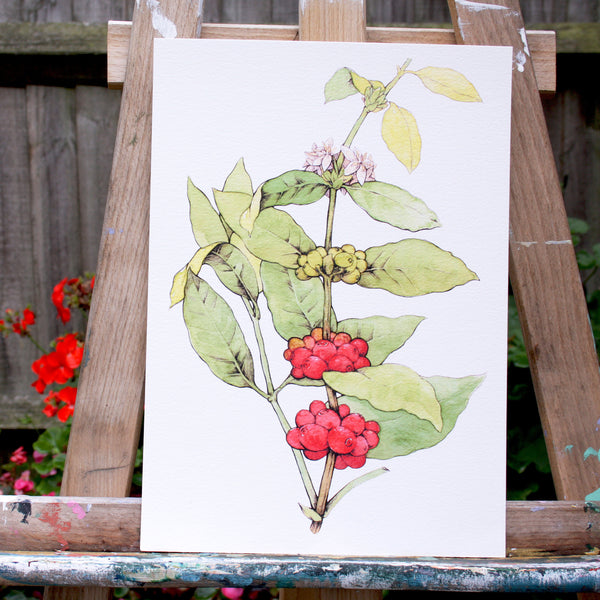 Coffee Branch / Coffea Plant Watercolour / Coffee Art / Barista Gift - 300gsm Fine Art Print